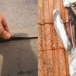 daklekkage Afbeelding 1