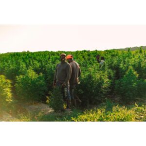 The Steamers – Meubelreiniging | Tapijtreiniging | Autoreiniging | Vloeronderhoud | Gevelreiniging