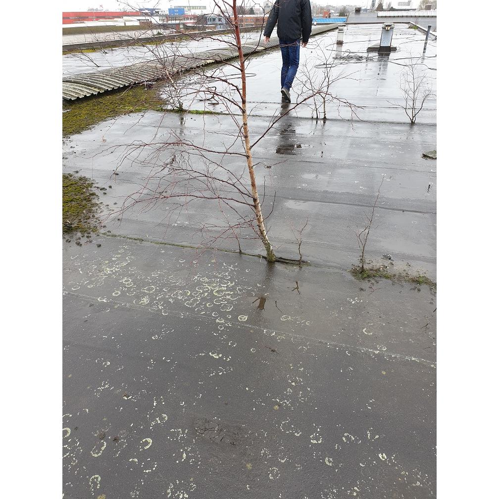 Portfolio afbeelding